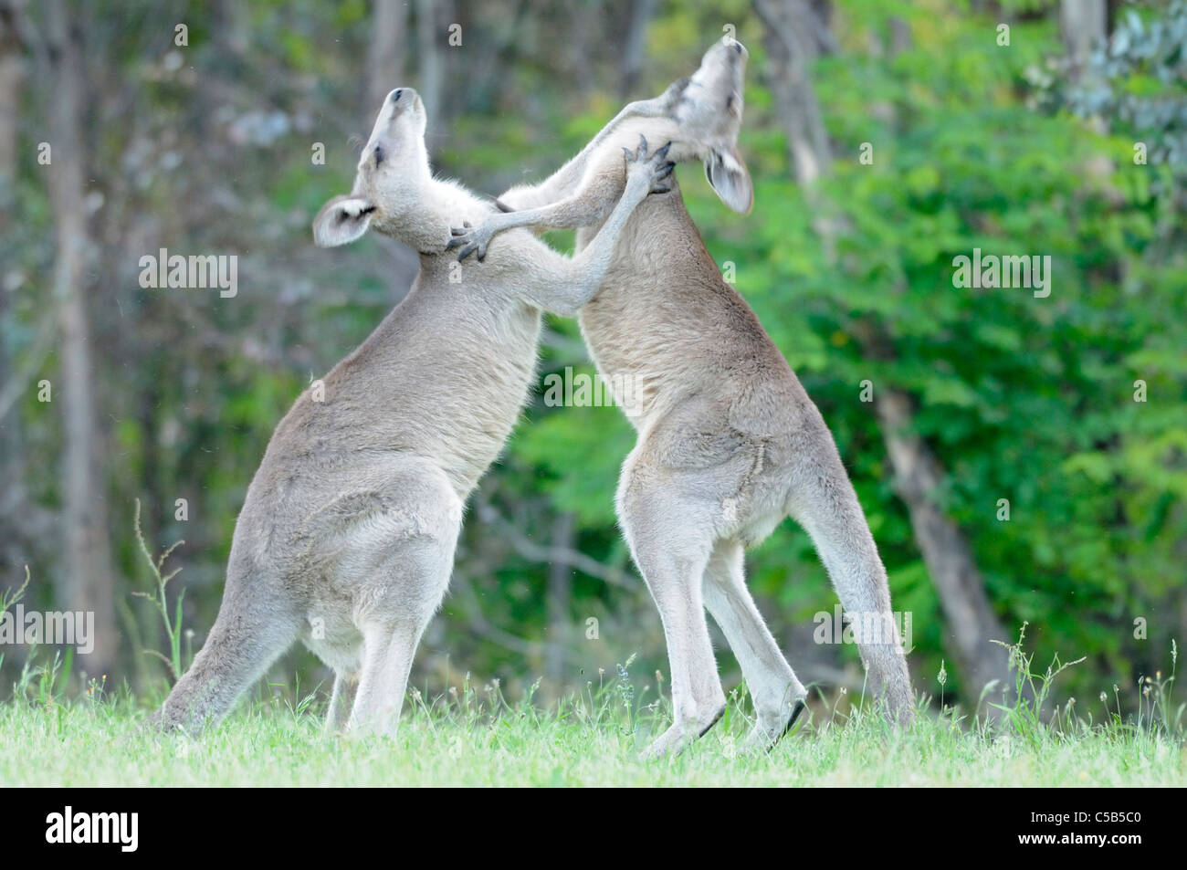 Macropus giganteus kangourou gris de l'est photographiée en boxe Hommes ACT, Australie Banque D'Images Macropus giganteus kangourou gris de l'est photographiée en boxe Hommes ACT, Australie Banque D'Images