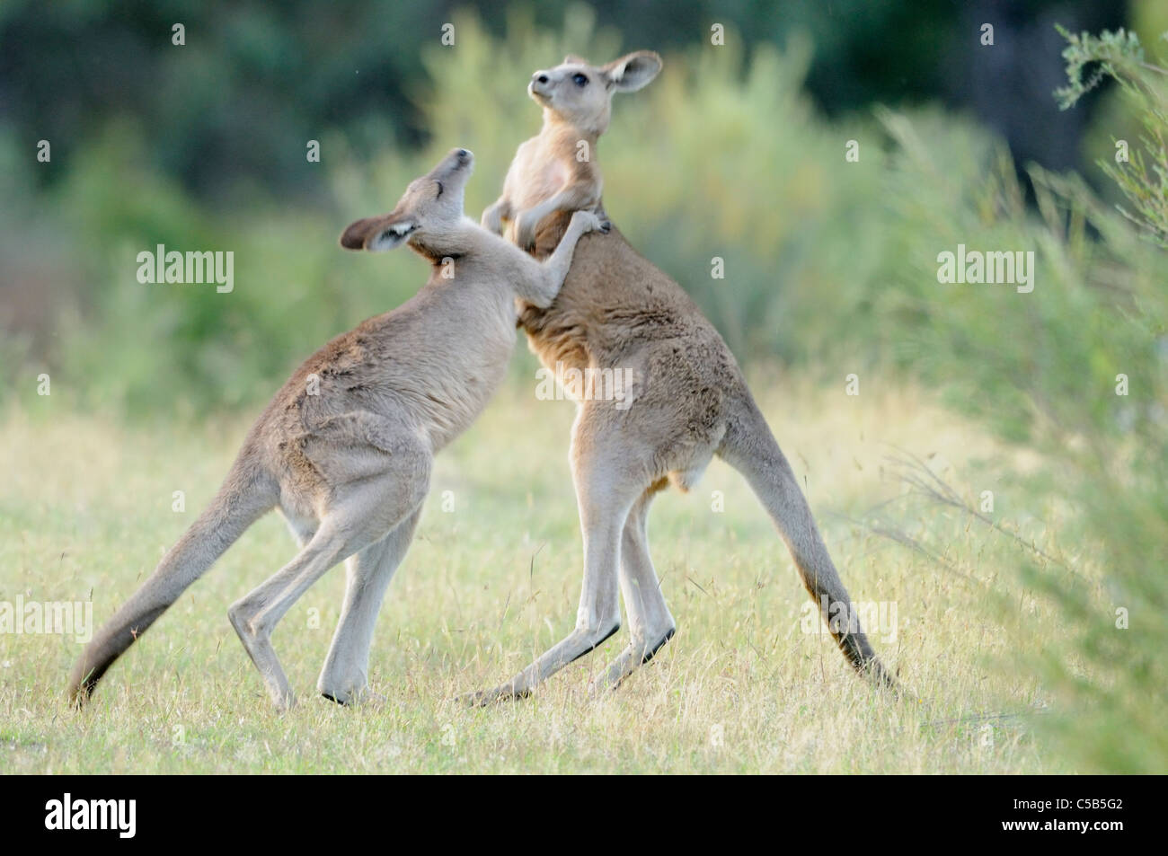 Macropus giganteus kangourou gris de l'est photographiée en boxe Hommes ACT, Australie Banque D'Images Macropus giganteus kangourou gris de l'est photographiée en boxe Hommes ACT, Australie Banque D'Images