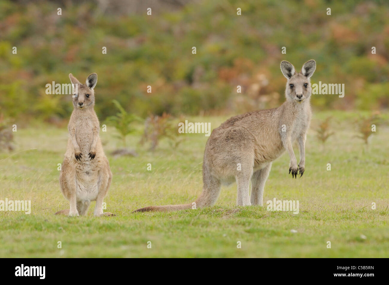 Gris de l'Est (Macropus giganteus) Forester Kangaroo femelle et grand joey photographié en Tasmanie, Australie Banque D'Images