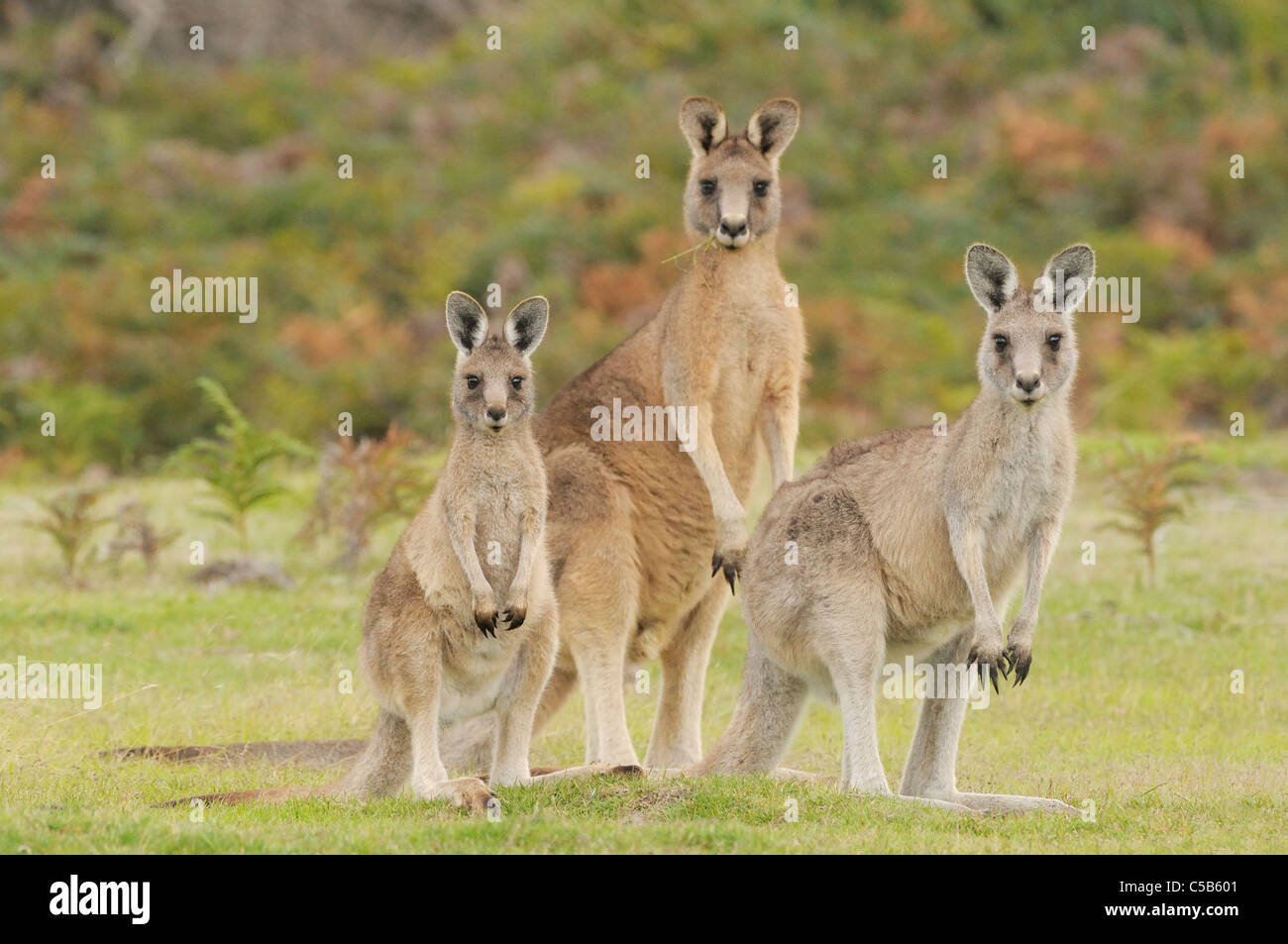 Gris de l'Est (Macropus giganteus) Forestier Famille Kangourou groupe photographié en Tasmanie, Australie Banque D'Images Gris de l'Est (Macropus giganteus) Forestier Famille Kangourou groupe photographié en Tasmanie, Australie Banque D'Images