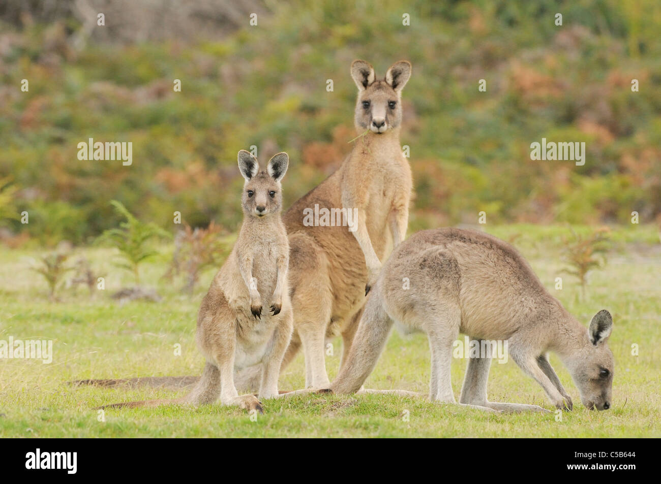 Gris de l'Est (Macropus giganteus) Forestier Famille Kangourou groupe photographié en Tasmanie, Australie Banque D'Images Gris de l'Est (Macropus giganteus) Forestier Famille Kangourou groupe photographié en Tasmanie, Australie Banque D'Images