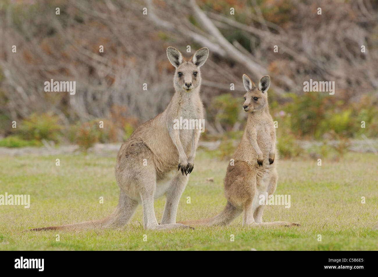 Gris de l'Est (Macropus giganteus) Forester Kangaroo femelle et grand joey photographié en Tasmanie, Australie Banque D'Images Gris de l'Est (Macropus giganteus) Forester Kangaroo femelle et grand joey photographié en Tasmanie, Australie Banque D'Images