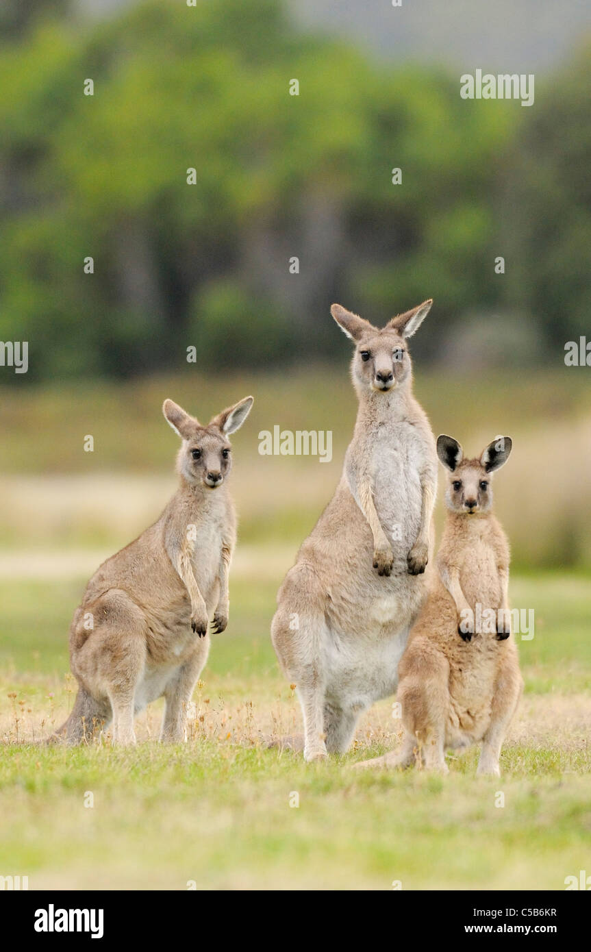 Gris de l'Est (Macropus giganteus) Forestier Famille Kangourou groupe photographié la Tasmanie, Australie Banque D'Images