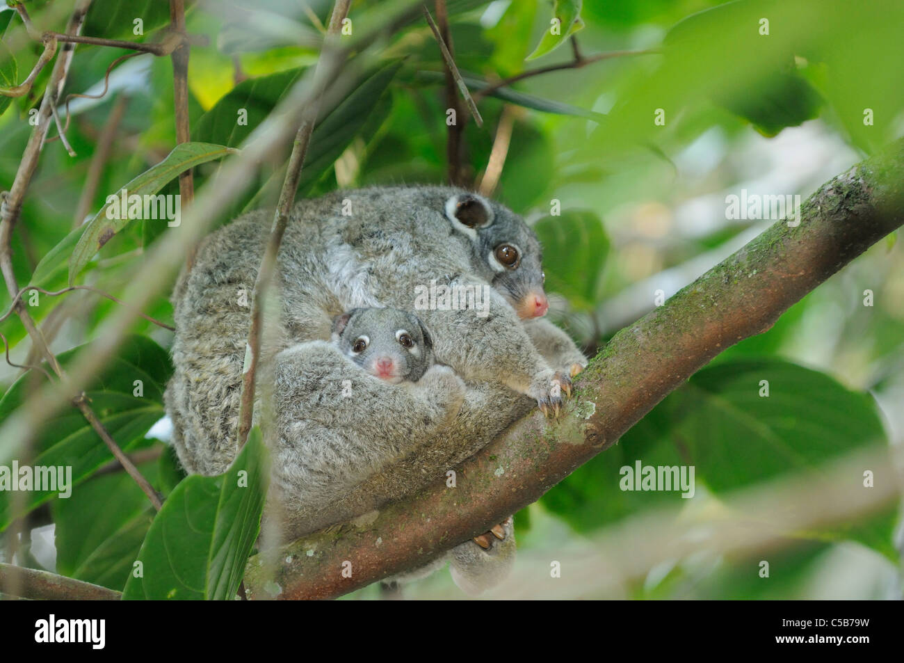 Green Ringtail Possum Pseudocheirus archeri femelle avec bébé dans pouch photographié dans le Queensland, Australie Banque D'Images