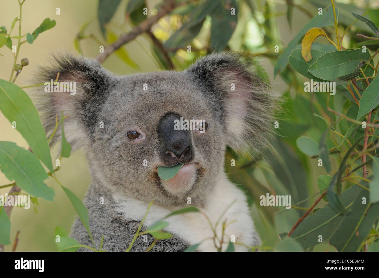 Koala Phascolarctos cinereus manger les feuilles photographié dans le Queensland, Australie Banque D'Images