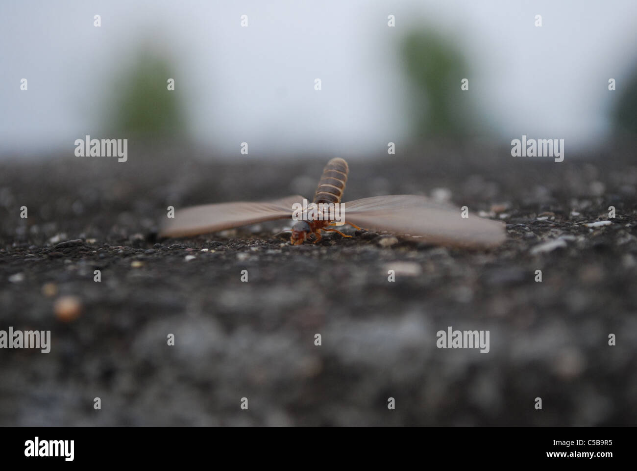 Ant blanc termites fly close-up, Banque D'Images