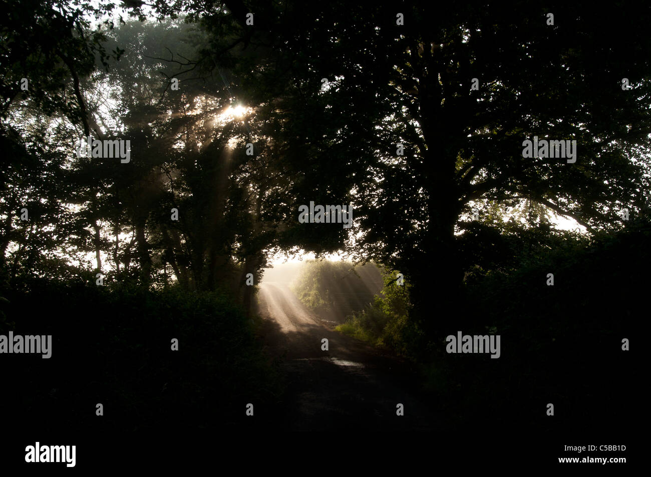 Pays de Galles Kidwelly brouillard tôt le matin avec la lumière du soleil à travers la route et arbres Banque D'Images