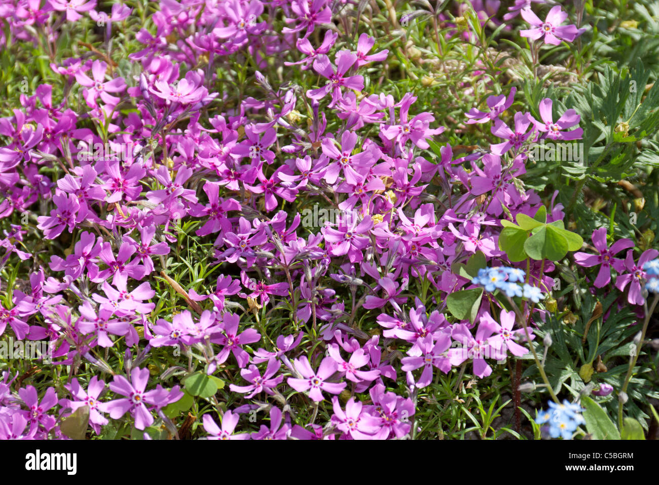 Phlox subulata Banque D'Images