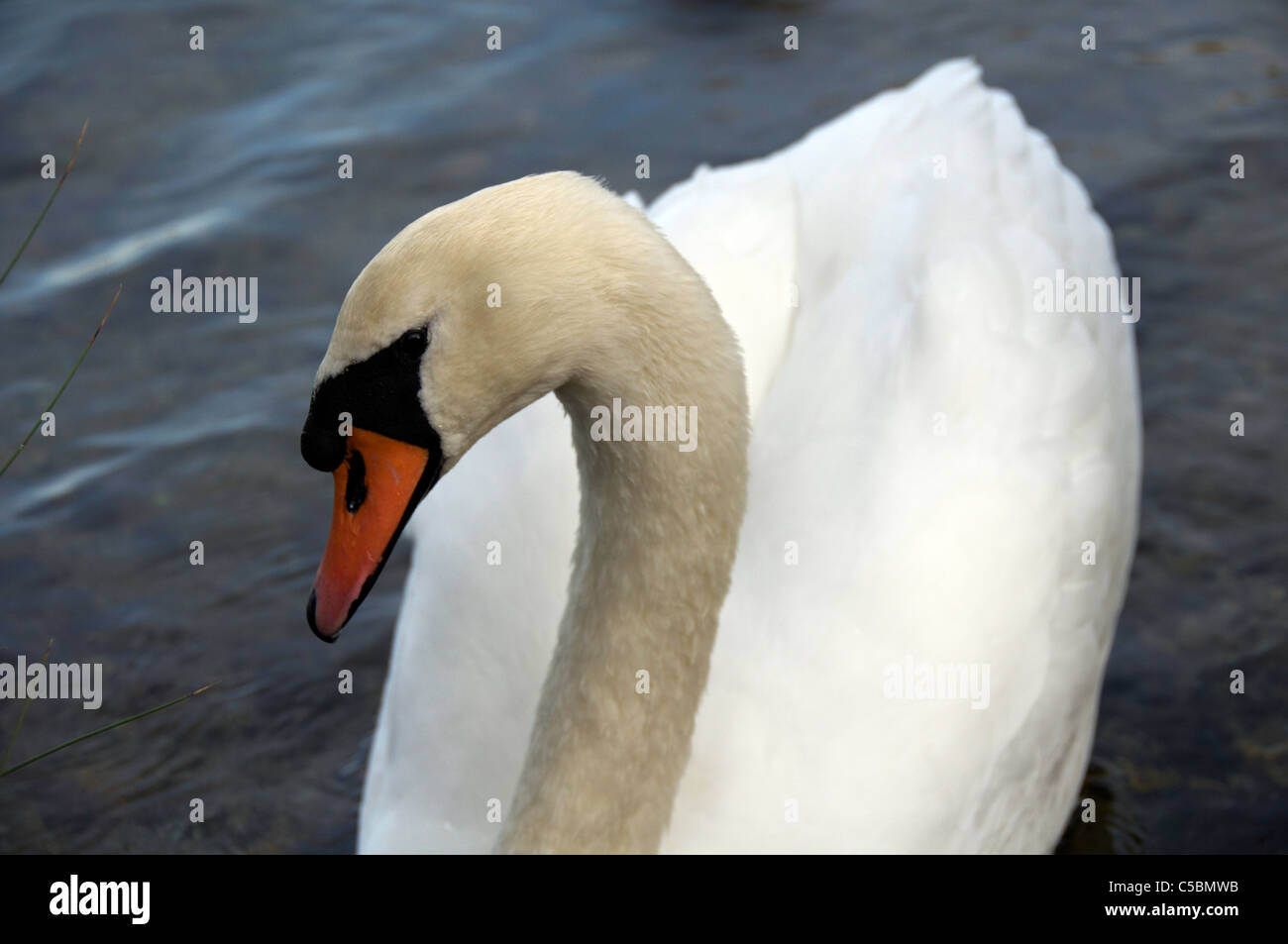 Un cygne muet natation sur un lac Banque D'Images