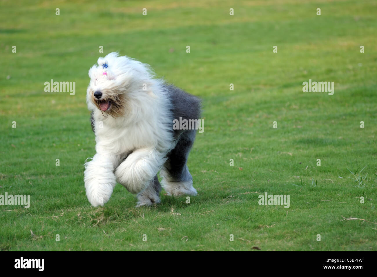 Old English sheepdog exécuté sur la pelouse Banque D'Images