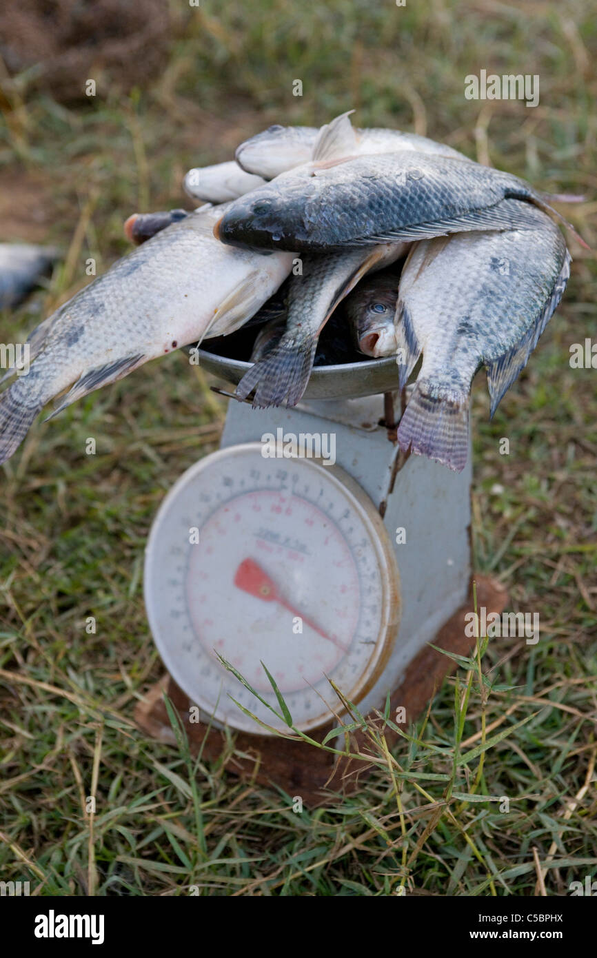 La pesée du poisson à côté du lac Kandalama. Le Sri Lanka. Banque D'Images