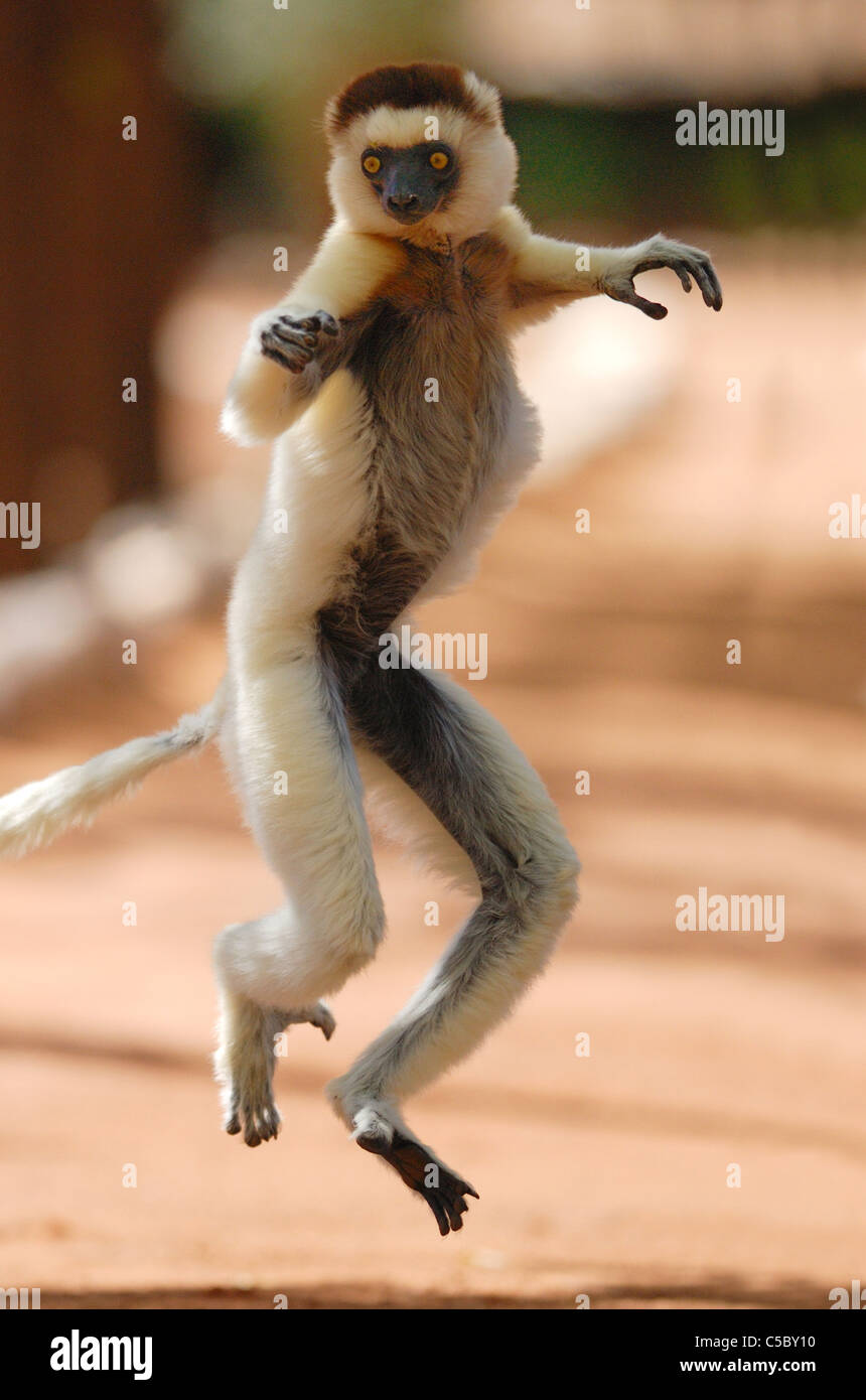 Le Propithèque de verreaux (Propithecus verreauxi) Danse de Madagascar Banque D'Images