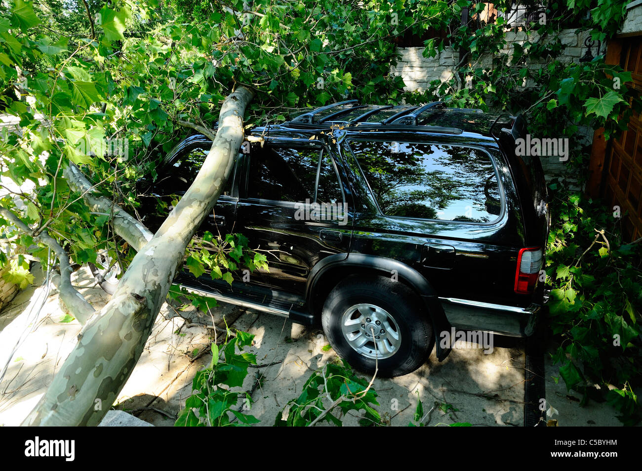 Véhicule endommagé par la tempête avec arbre abattu l'écrasement de la toiture. Banque D'Images