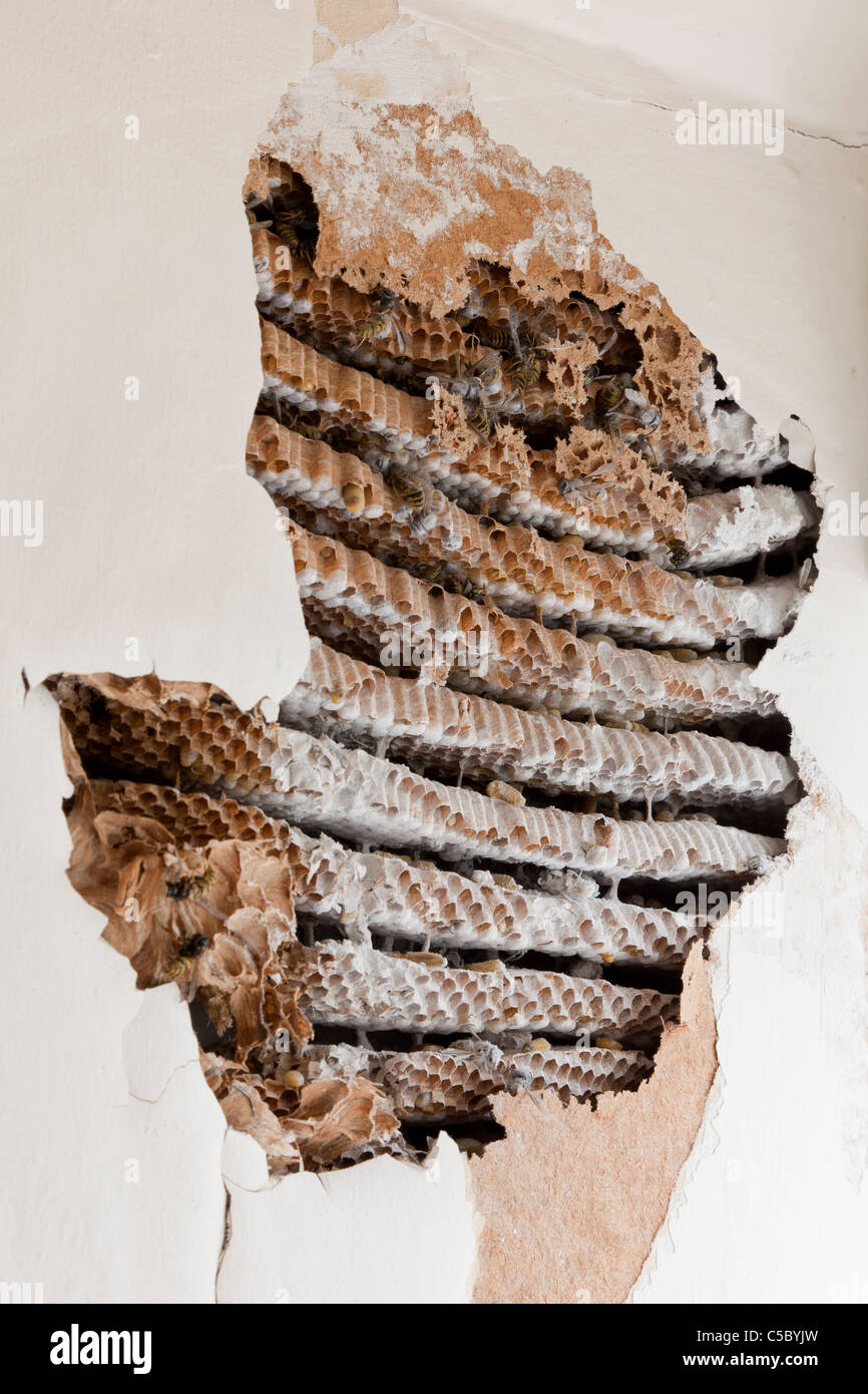 Exposés et traités wasp nest infestation dans lucarne de chambre. JMH5159 Banque D'Images