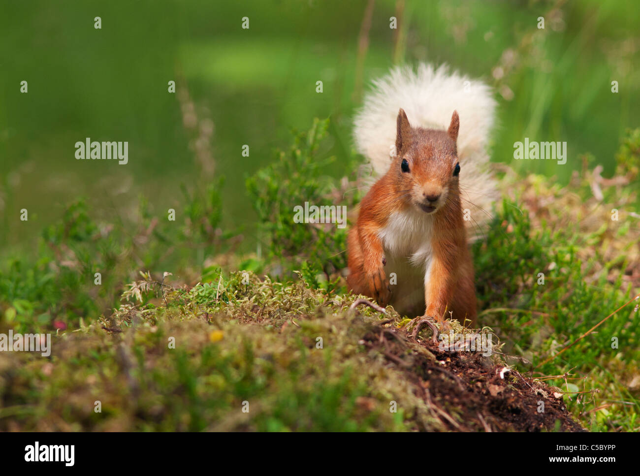 L'écureuil roux Sciurus vulgaris à même le sol forestier, Strathspey, Ecosse Banque D'Images