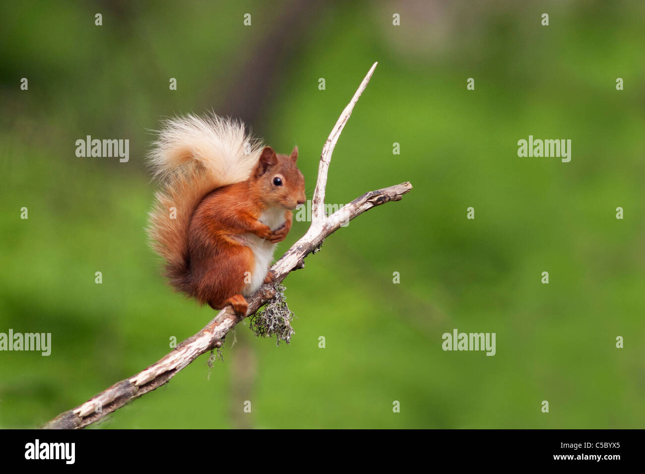 L'écureuil roux Sciurus vulgaris perché sur la branche d'arbre Strathspey, Ecosse Banque D'Images