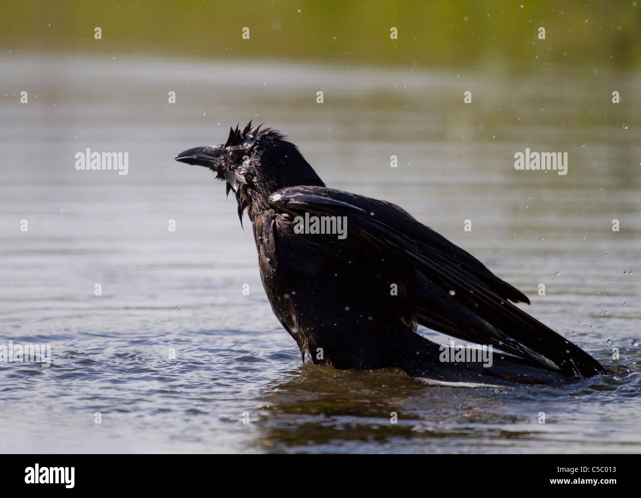 Crow prendre un bain. Banque D'Images