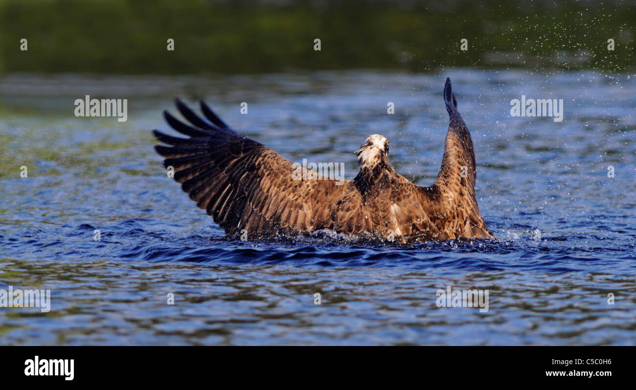 Balbuzard pêcheur Pandion haliaetus s'attaquer avec une grande fontaine, Spey Valley, Ecosse Banque D'Images