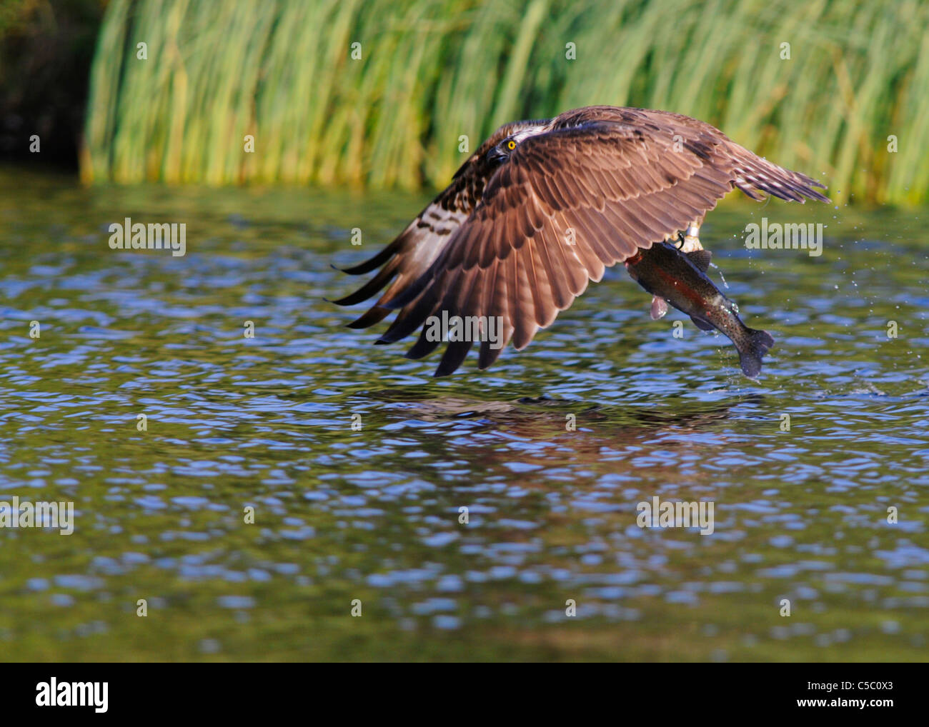 Balbuzard pêcheur Pandion haliaetus avec de grandes truites dans les serres, Spey Valley, Ecosse Banque D'Images Balbuzard pêcheur Pandion haliaetus avec de grandes truites dans les serres, Spey Valley, Ecosse Banque D'Images