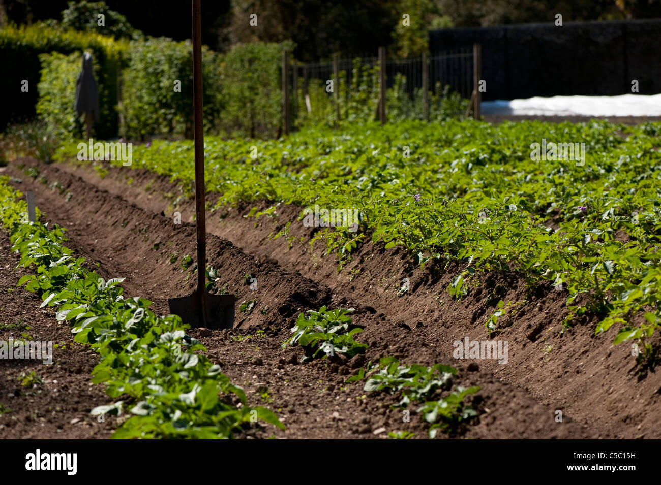 Jusqu'à la terre des rangées de plants de pomme de terre, Solanum tuberosum 'Ryecroft Purple', 'Lecture Russet' et 'International' Rein Banque D'Images