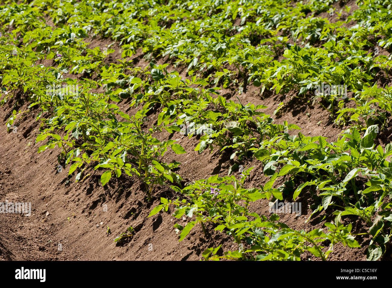 Jusqu'à la terre des rangées de variétés mixtes de plants de pomme de terre, Solanum tuberosum dans les jardins perdus de Heligan à Cornwall, Angleterre Banque D'Images
