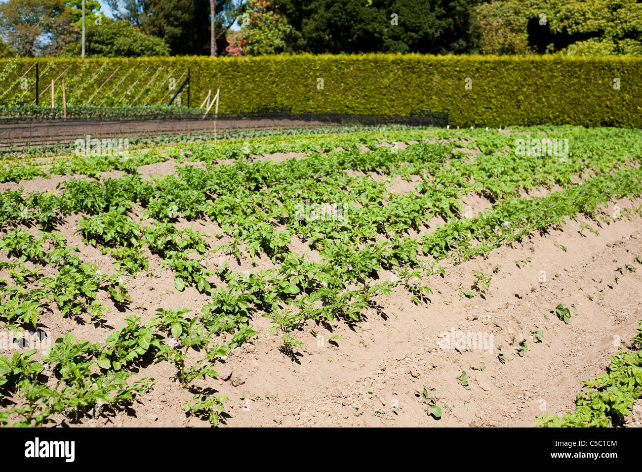 Jusqu'à la terre des rangées de variétés mixtes de plants de pomme de terre, Solanum tuberosum dans les jardins perdus de Heligan à Cornwall, Angleterre Banque D'Images
