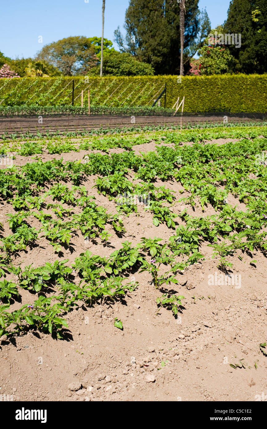 Jusqu'à la terre des rangées de variétés mixtes de plants de pomme de terre, Solanum tuberosum dans les jardins perdus de Heligan à Cornwall, Angleterre Banque D'Images