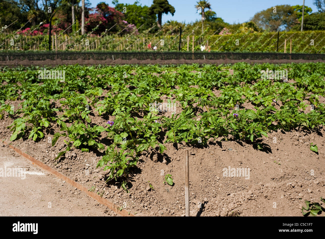 Jusqu'à la terre des rangées de variétés mixtes de plants de pomme de terre, Solanum tuberosum dans les jardins perdus de Heligan à Cornwall, Angleterre Banque D'Images