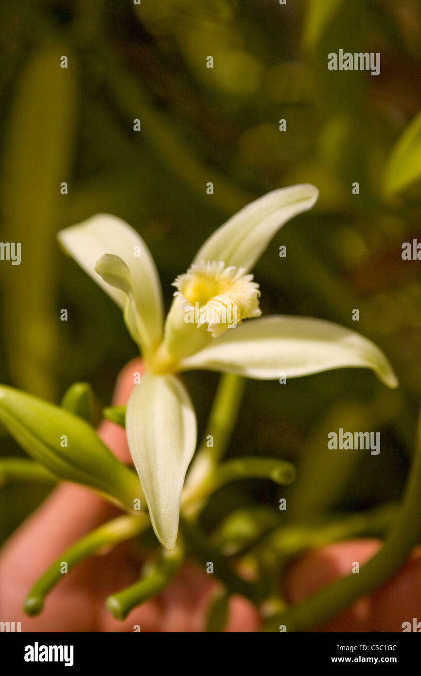 Orchidée vanille à Bora Bora. Banque D'Images