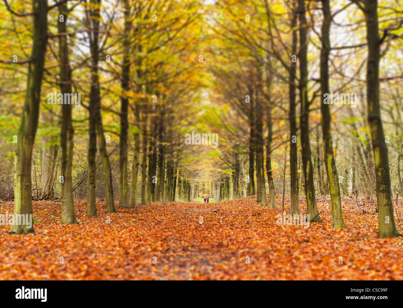 Allée d'arbres en automne ; Amsterdam, Pays-Bas Banque D'Images