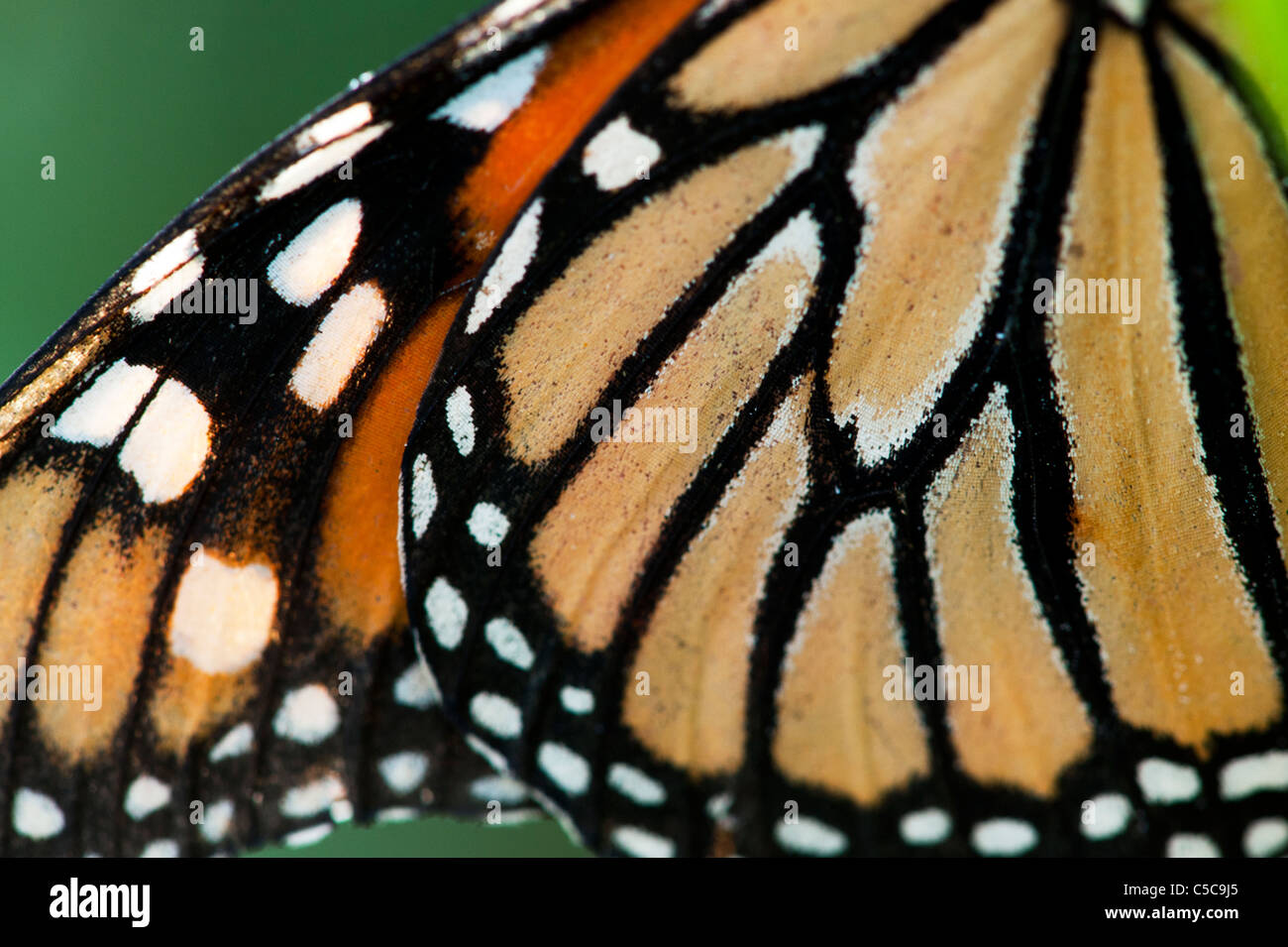 Danaus plexippus . Motif aile du papillon monarque Banque D'Images