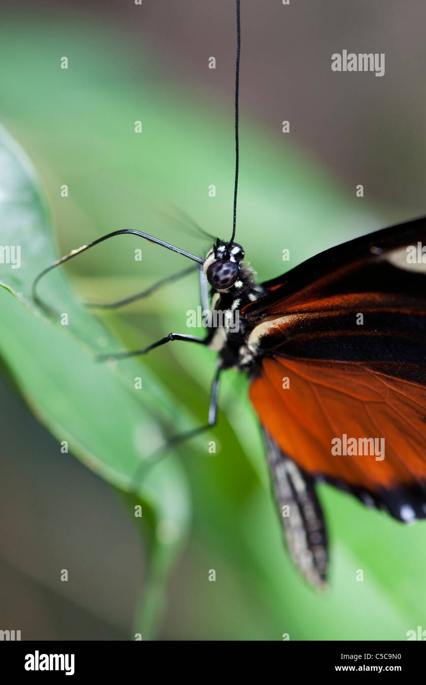 Heliconius hecale . Tiger Longwing butterfly Banque D'Images