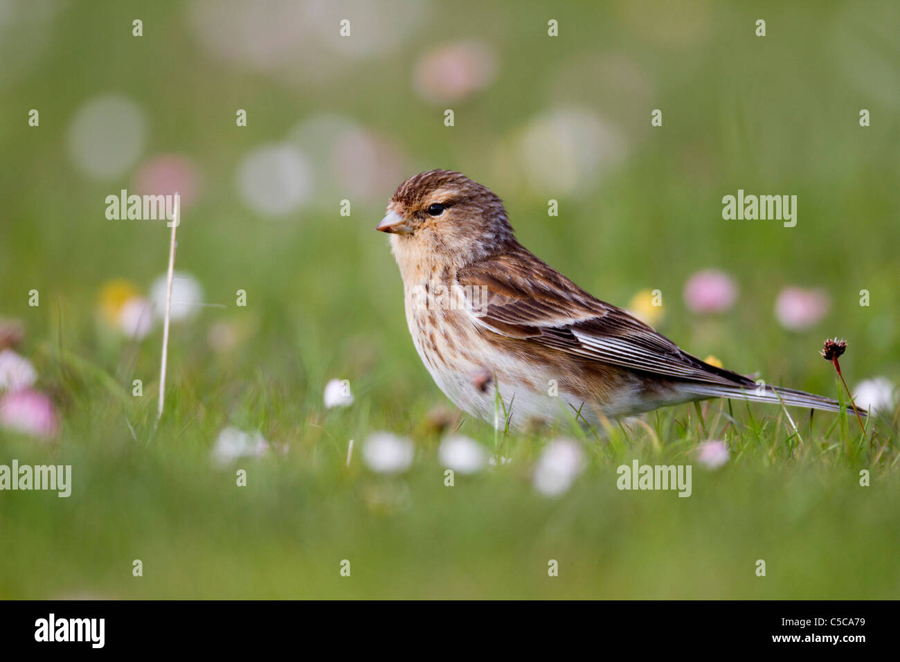 Carduelis flavirostris Twite ; ; ; Mull Ecosse Banque D'Images