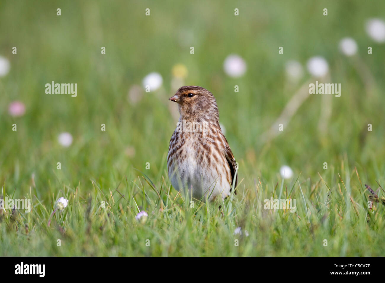 Carduelis flavirostris Twite ; ; ; Mull Ecosse Banque D'Images