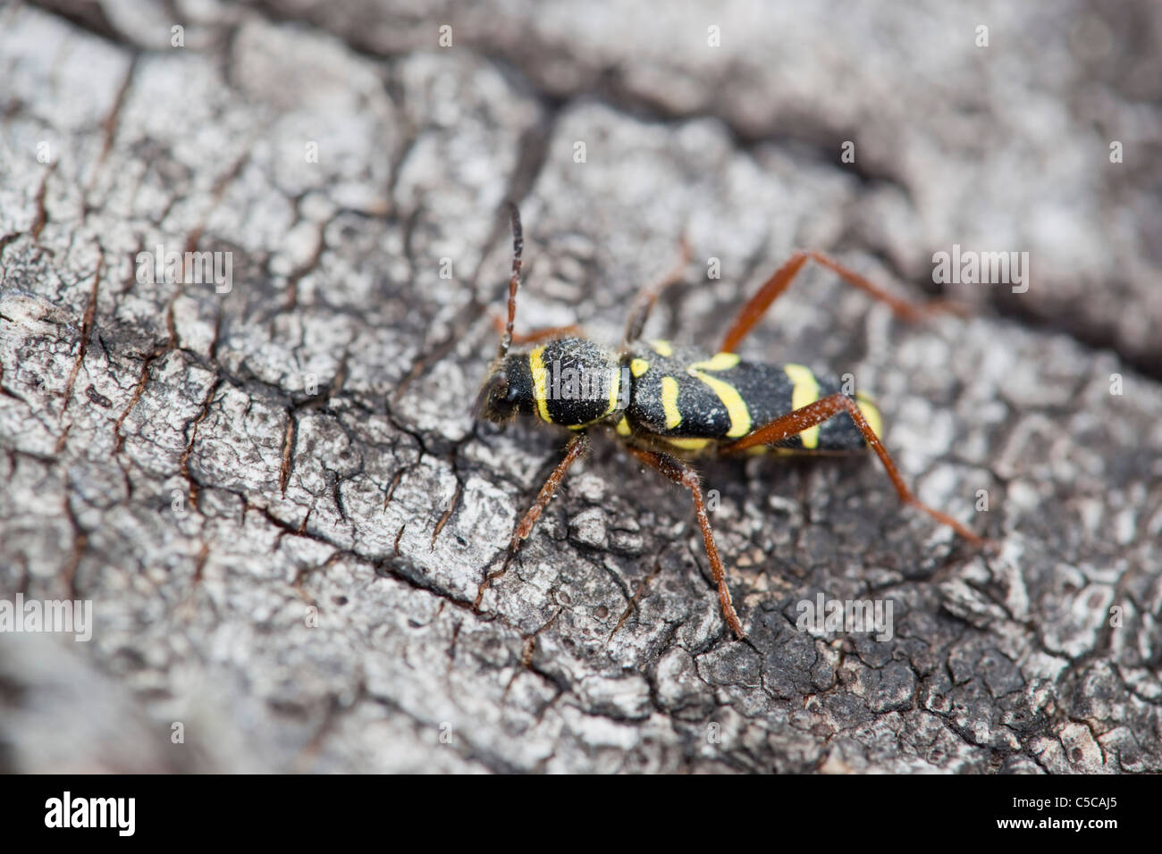 Wasp Beetle ; Clytus arietis ; sur bois Banque D'Images
