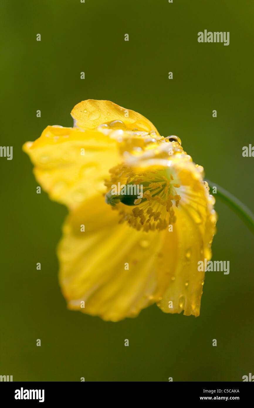 Welsh Poppy Meconopsis cambrica ; Écosse ; Banque D'Images