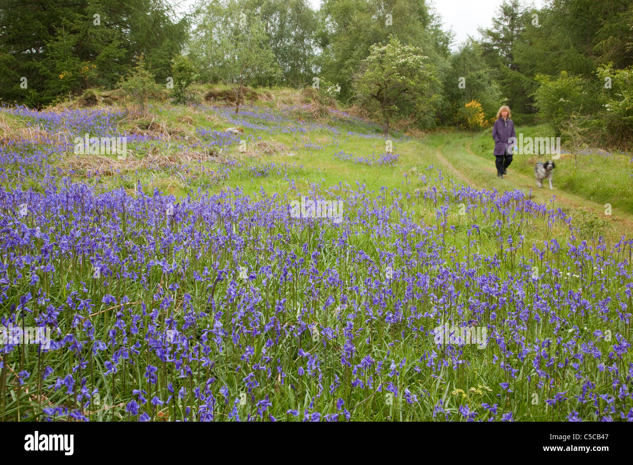 Balade dans le bois de la réserve RSPB crie ; Dumfries et Galloway, Écosse Banque D'Images