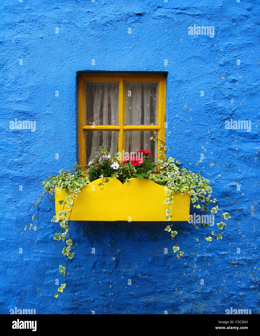 Une fleur jaune fort sous la fenêtre d'une maison bleue ; Kinsale, dans le comté de Cork, Irlande Banque D'Images