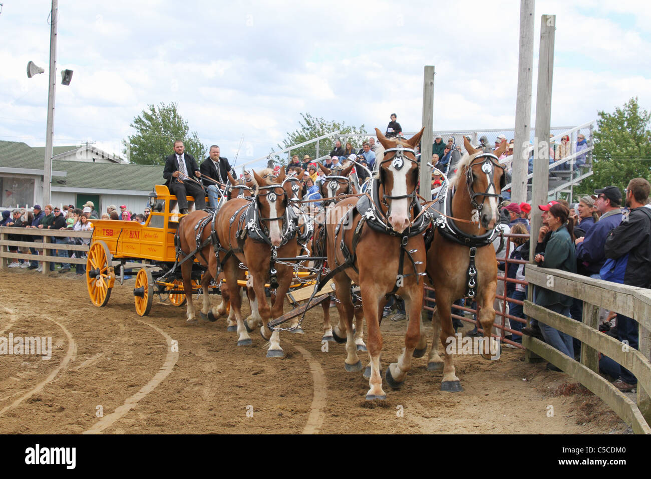 Projet de chevaux tirant une charrette. Chevaux avec les faisceaux. Banque D'Images