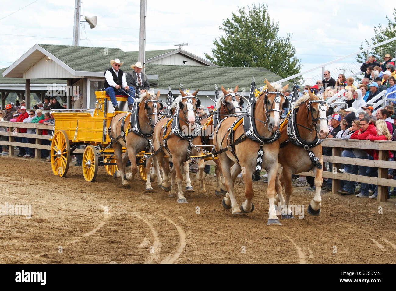 Projet de chevaux tirant une charrette. Chevaux avec les faisceaux. Banque D'Images