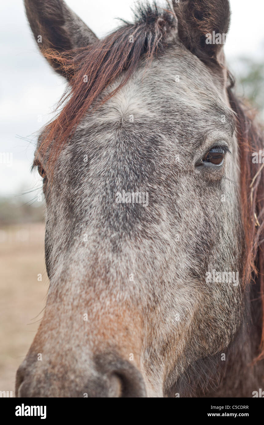 Cheval gris et brun rougeâtre avec mane et les yeux bruns dans un pâturage Banque D'Images