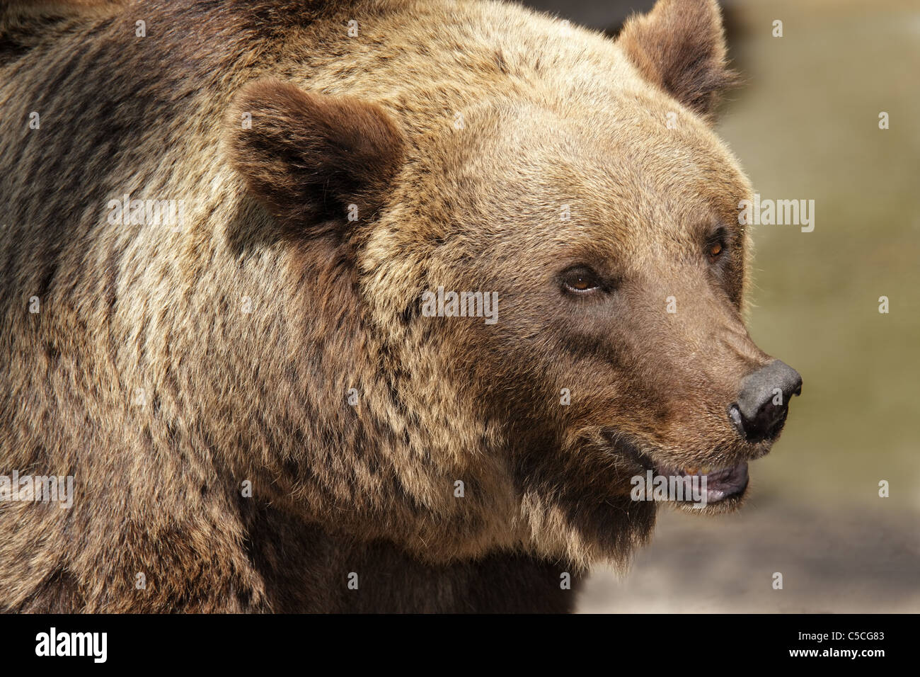 Portrait d'un Grizzli (Ursus arctos horribilis), en Amérique du Nord Banque D'Images