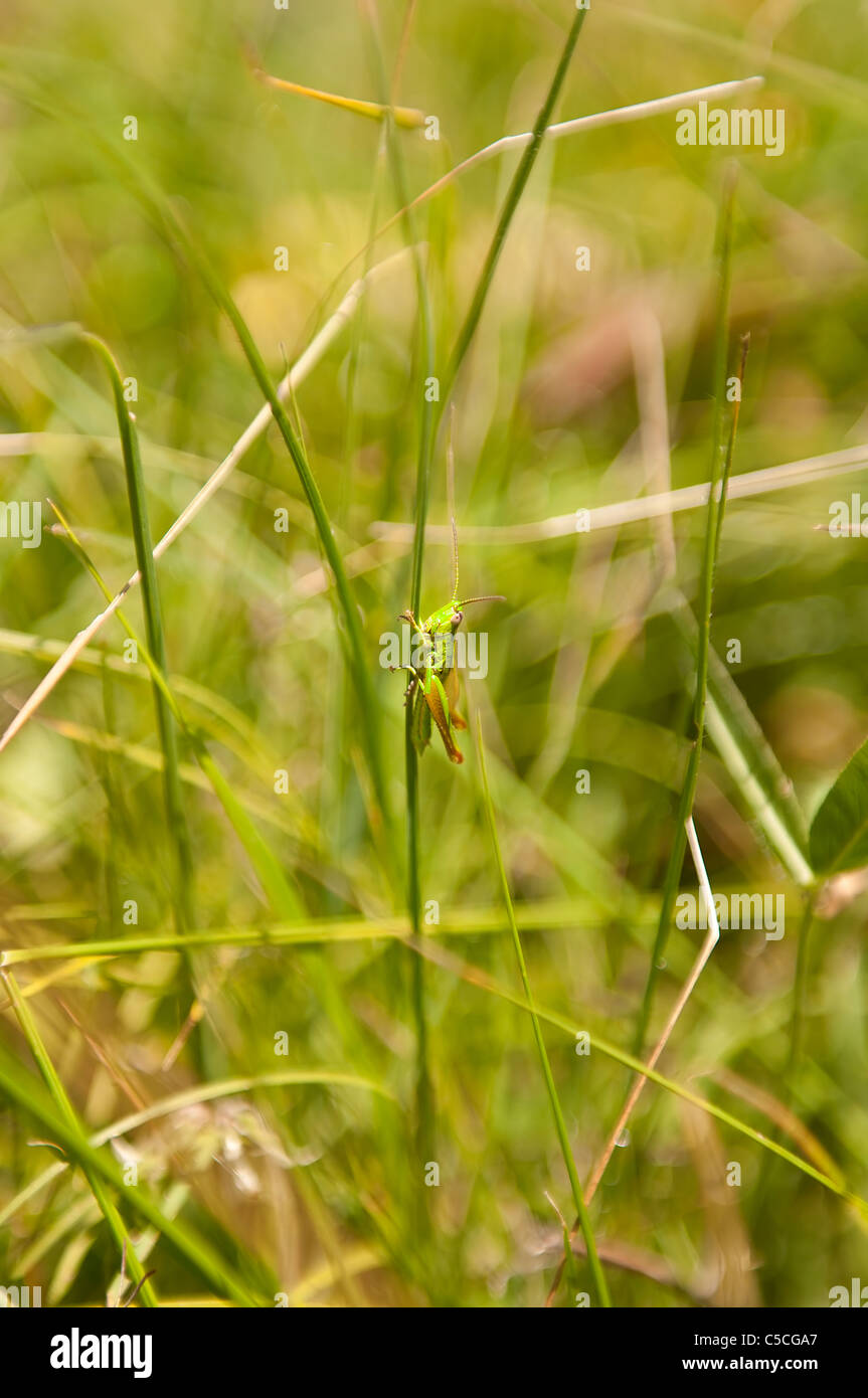 Un bac d'herbe dans l'herbe Banque D'Images