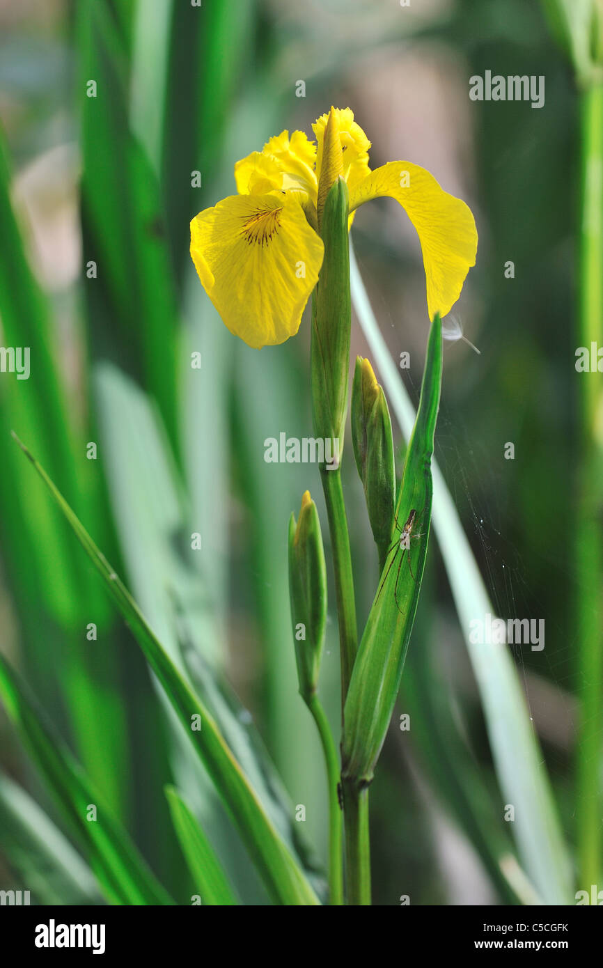 Iris jaune (Iris pseudacorus) & - avec des mors doux-orb weaver - Long-araignée plate (Tretragnatha extensa) sur ses feuilles Banque D'Images
