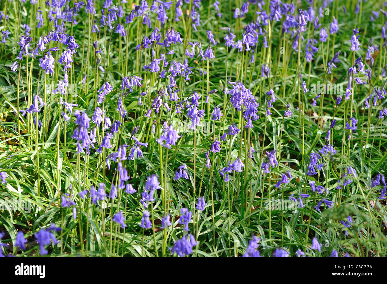 Bluebell commun - jacinthe sauvage - jacinthe Bois (Endymion non-scriptus - Hyacinthoides non-scripta) à floraison printemps Banque D'Images