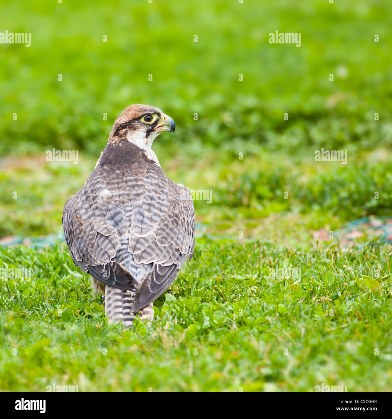 Faucon lanier assis sur l'herbe. Photo prise à Ailwee Cave, sanctuaire d'oiseaux de proie, de l'Irlande. Banque D'Images
