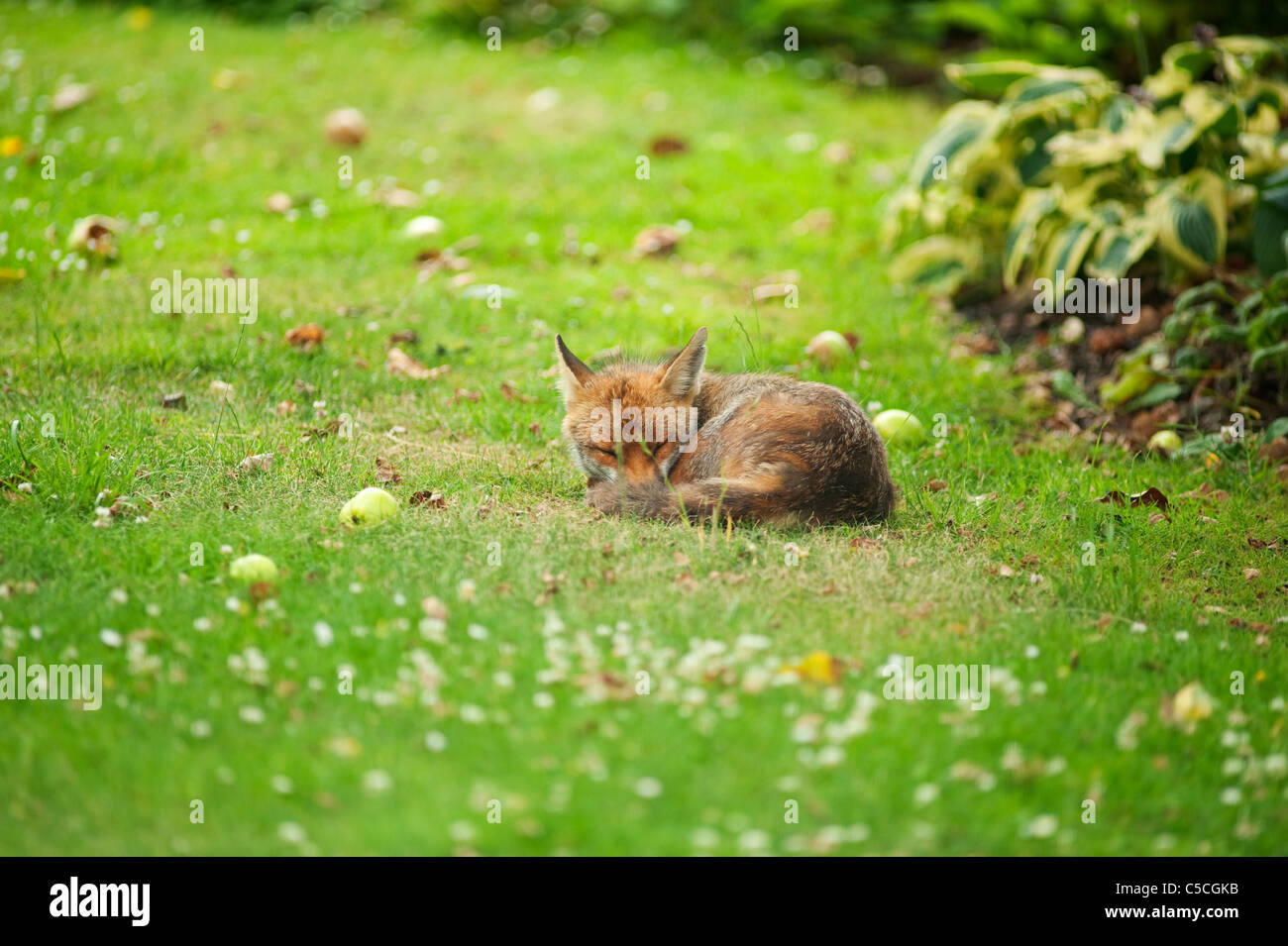 Red Fox dormir dans un jardin de banlieue à Londres entouré de pommes Bramley exceptionnels Banque D'Images