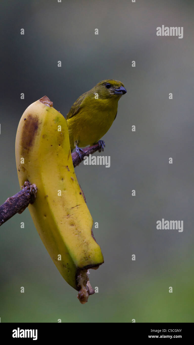 Thick-billed euphonia se nourrissant de banana à Aguas Calientes, Pérou Banque D'Images