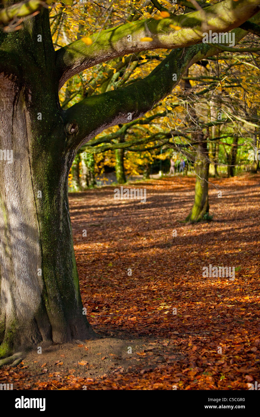 L'automne à Hampstead Heath, London, England, UK Banque D'Images