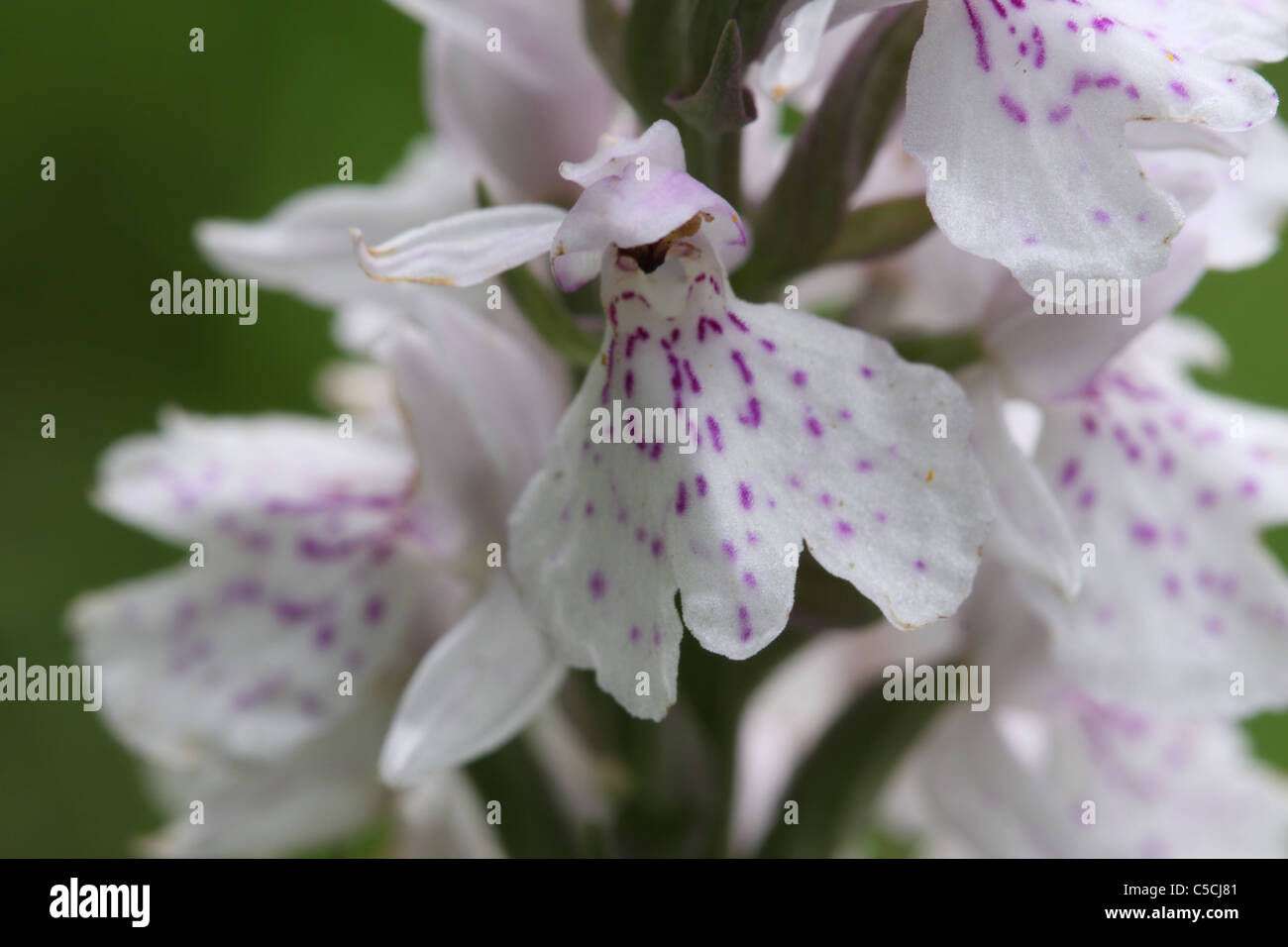 Heath spotted orchid flower close-up Banque D'Images